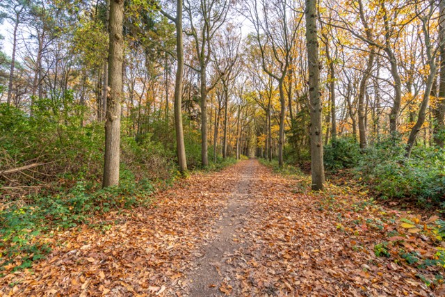 Koersdreef - 2990 Wuustwezel afbeelding 1