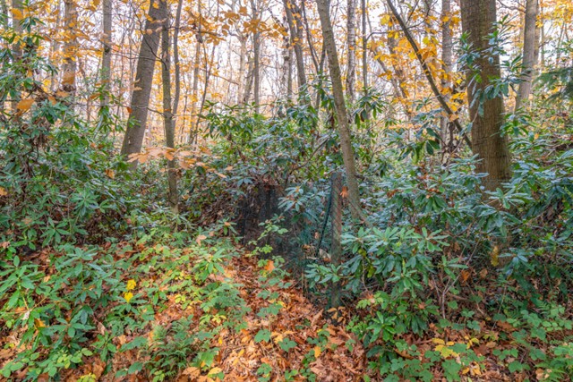 Koersdreef - 2990 Wuustwezel afbeelding 4