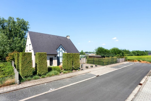 GEEL Hanestrik 50 afbeelding 2